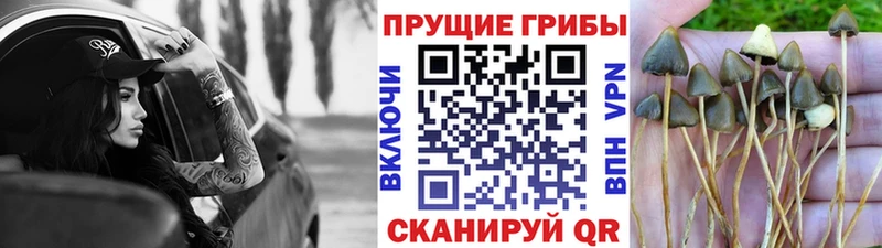 Галлюциногенные грибы мухоморы  где найти наркотики  Ковылкино 